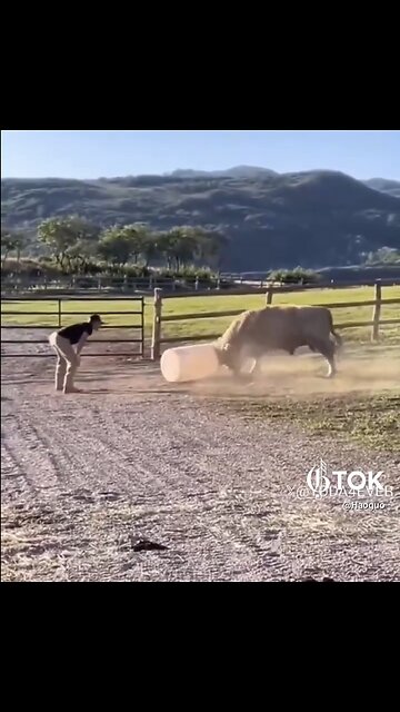 BULL ENJOY⚱️🐂📸PLAYING FOOTBALL WITH FARMER👨‍🌾⚱️🐂💫