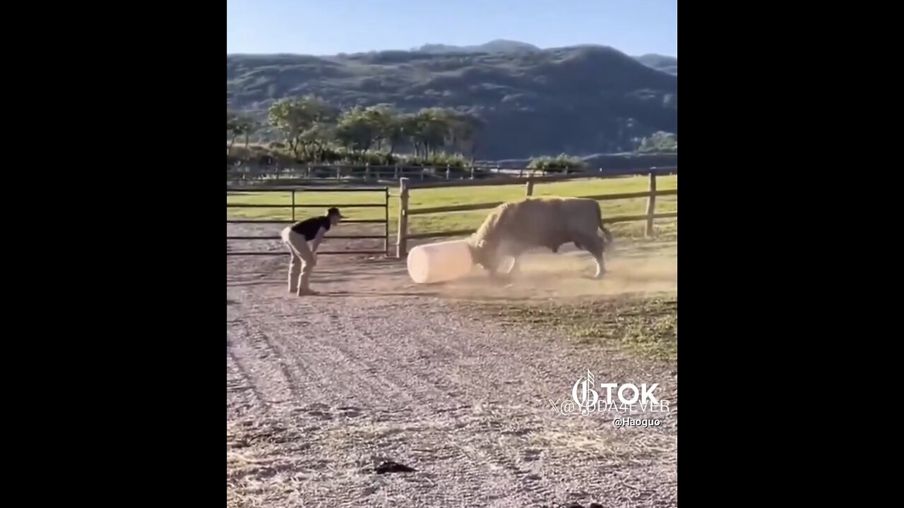 BULL ENJOY⚱️🐂📸PLAYING FOOTBALL WITH FARMER👨‍🌾⚱️🐂💫