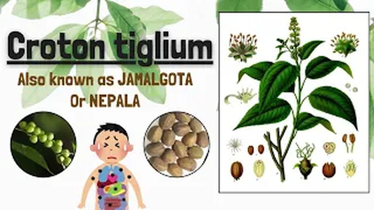 Croton Tiglium Poisoning | Jamalgota | Drugs from Plants | Novice Medic