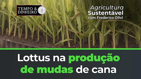 Lottus BioSoluções e STA na produção de Mudas de Cana