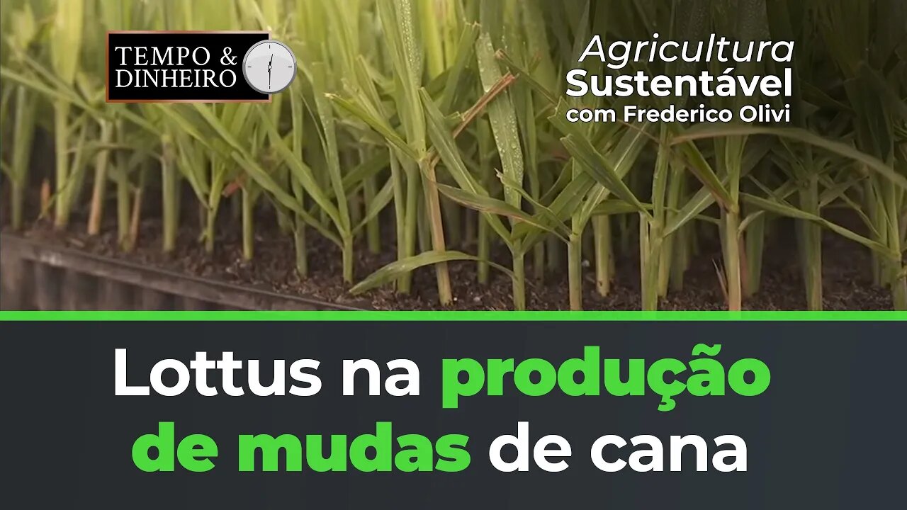 Lottus BioSoluções e STA na produção de Mudas de Cana