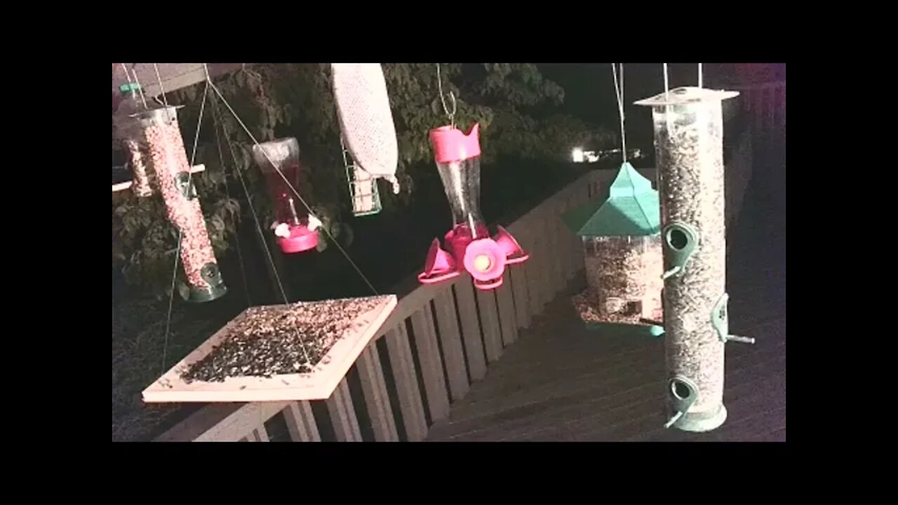 Live Sept 6 2021 Bird Feeder in Asheville NC. In the mountains.