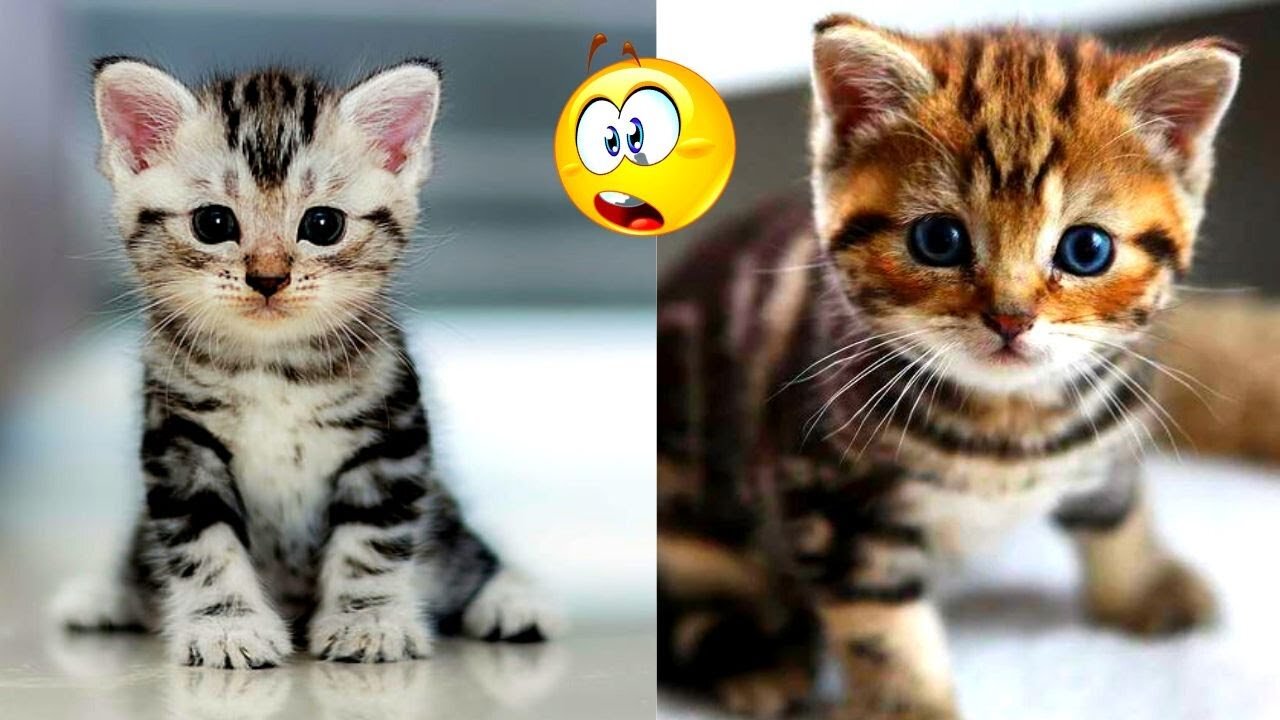 Cute and Funny Animal Baby Cat Videos Compilation | Baby Kitten 😺