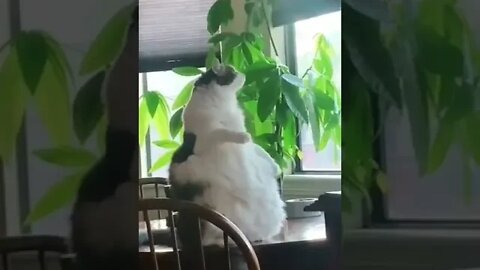 cute cat videos 😹funny videos 😂1243 😻#shorts @🏝 تفكر في خلق الله ﷻ 🏝