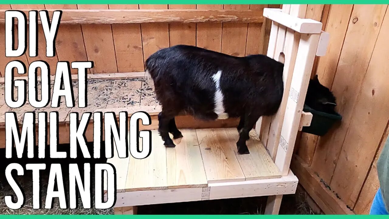 DIY Nigerian Dwarf Goat Milking Stand