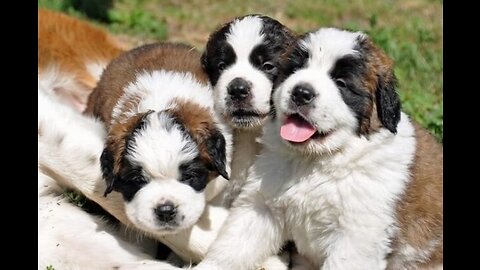 dog people make excuses for bad dogs *GET A ST. BERNARD