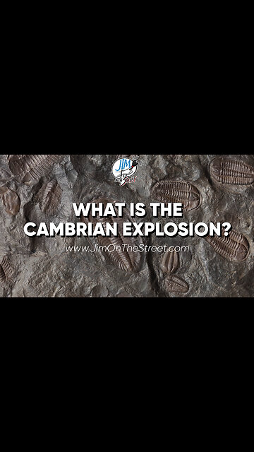 What is the Cambrian Explosion?