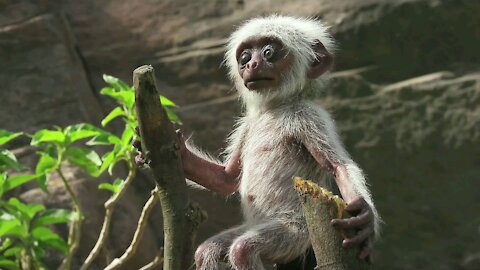 Monkey Troop Mourns the Death of Baby Together - monkey-(part-1) (AnimalPlanet12)(1080P_HD).mp4