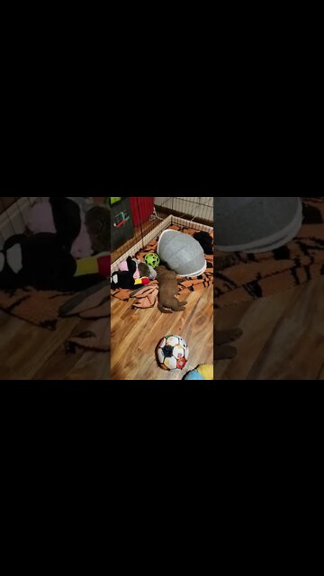 A little video of puppies for @Smartiebob