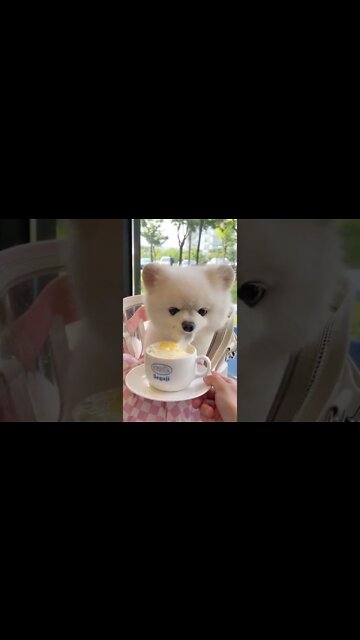 AQUELE CAFÉ DA MANHÃ DE REI😅😅😅