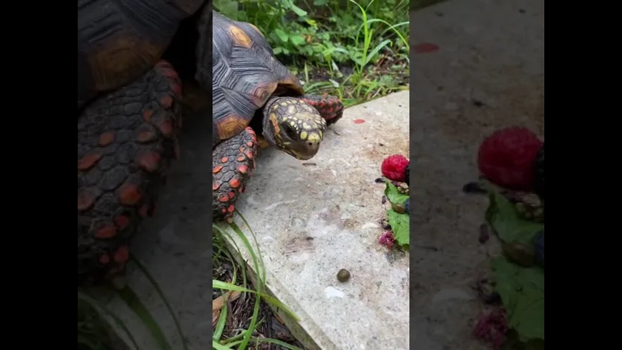 “What is this?” Melon the Tortoise #shorts #tortoise #tortoiseshorts