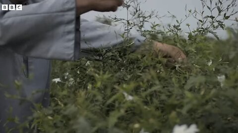 The Dark Reality Behind Egypt's Jasmine Trade: Child Labor in the Perfume Industry