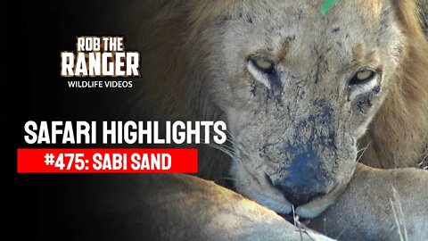 Safari Highlights #475: 11 - 15 July 2017 | Sabi Sand Nature Reserve | Latest Wildlife Sightings