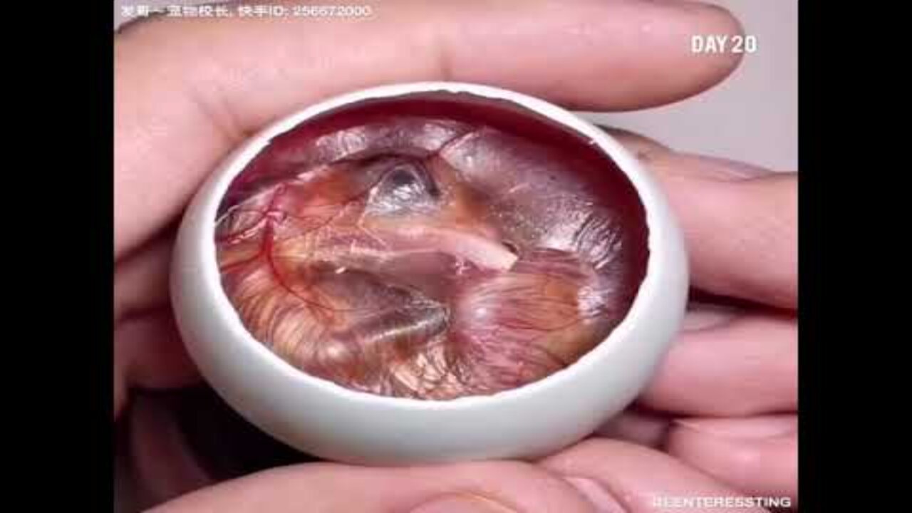 How A Chick Born From A Egg 🐣 - Interesting Video - 😱