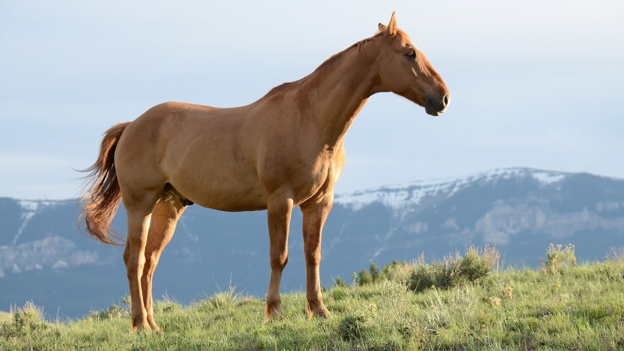 Horse running in the forest