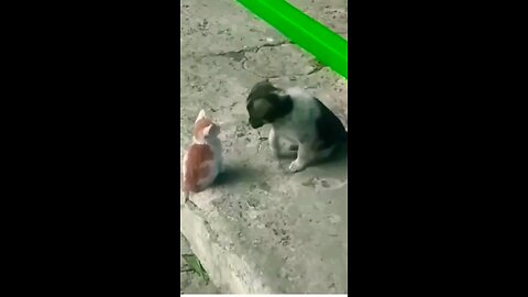 Cute, Little, Adorable Kitten & Puppy