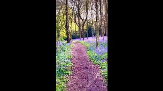 Little purple walk through Shipley woods