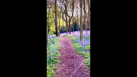 Little purple walk through Shipley woods