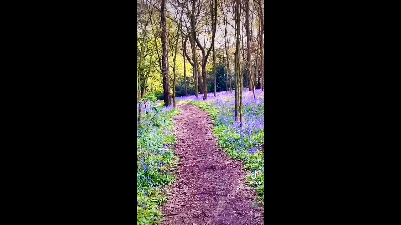 Little purple walk through Shipley woods