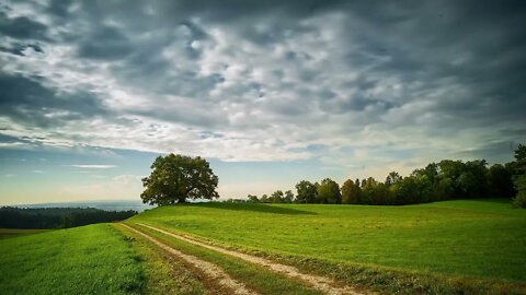 Tree Clouds & Greenry Free stock footage Free HD Videos no copyright