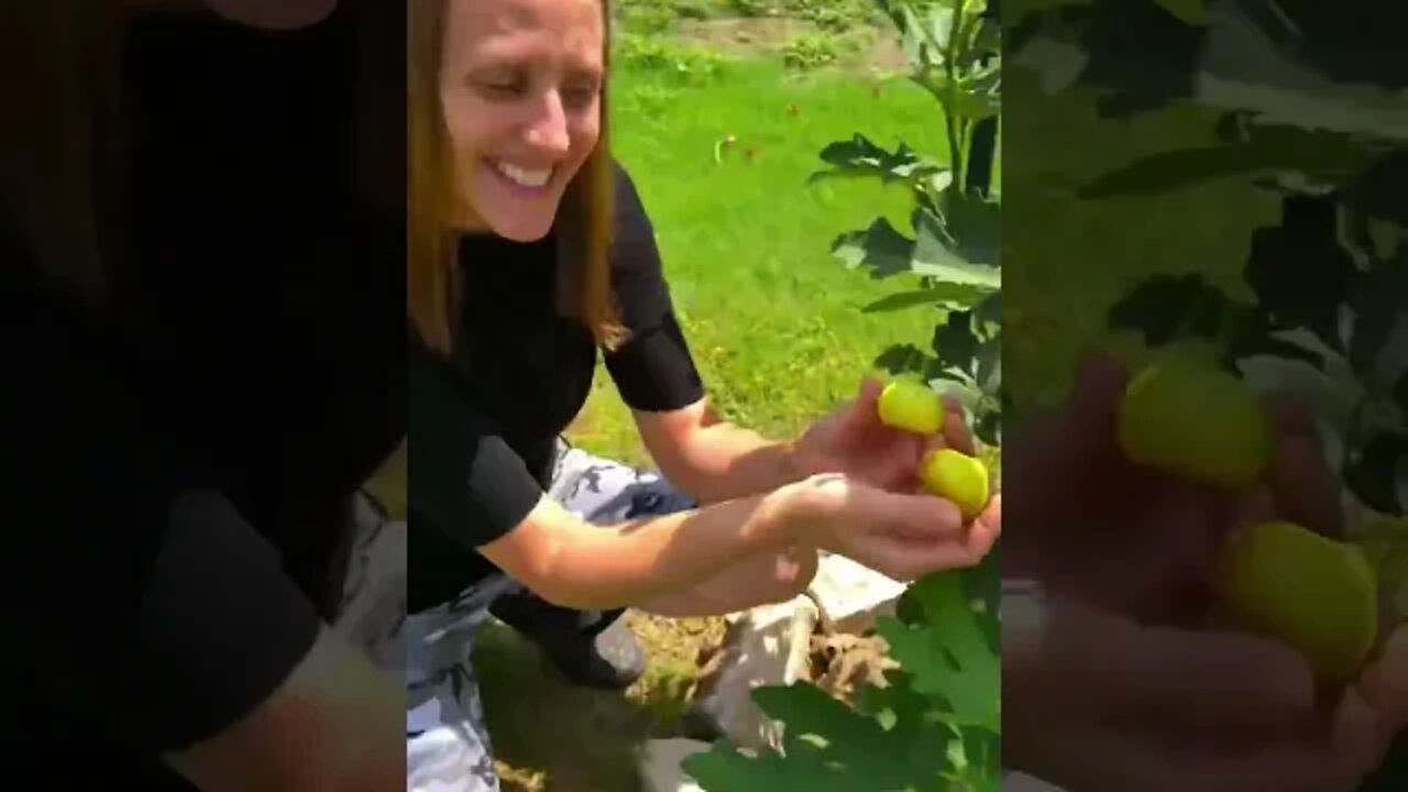 What Ripe Italian Honey Figs Look Like 😋💛 #shorts