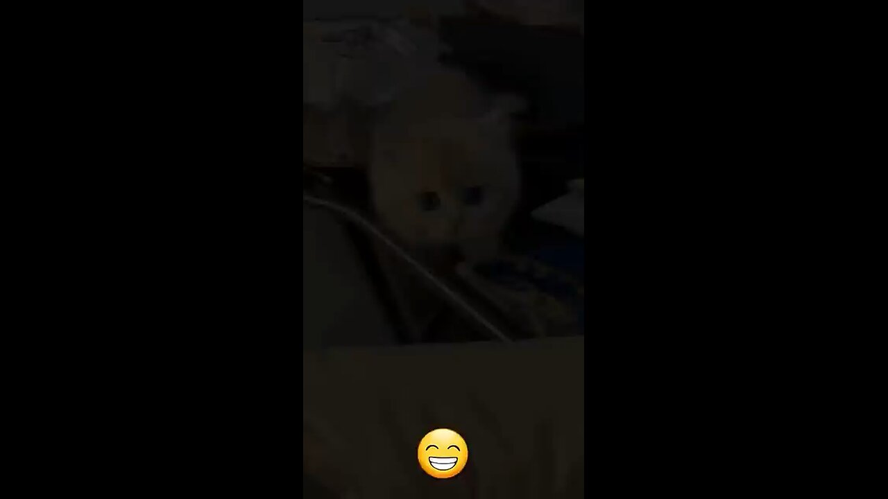 Funny cat video