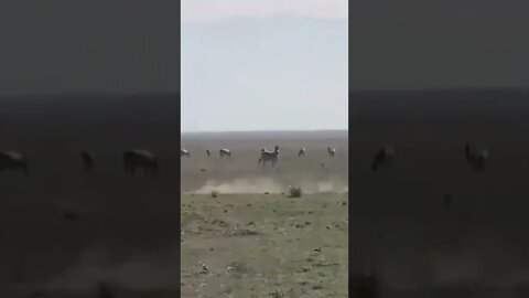فهد بأقصى سرعته يطارد غزالا