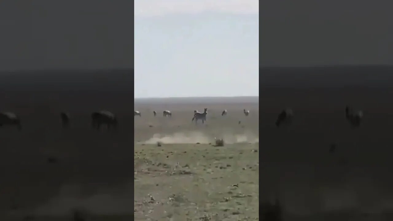 فهد بأقصى سرعته يطارد غزالا