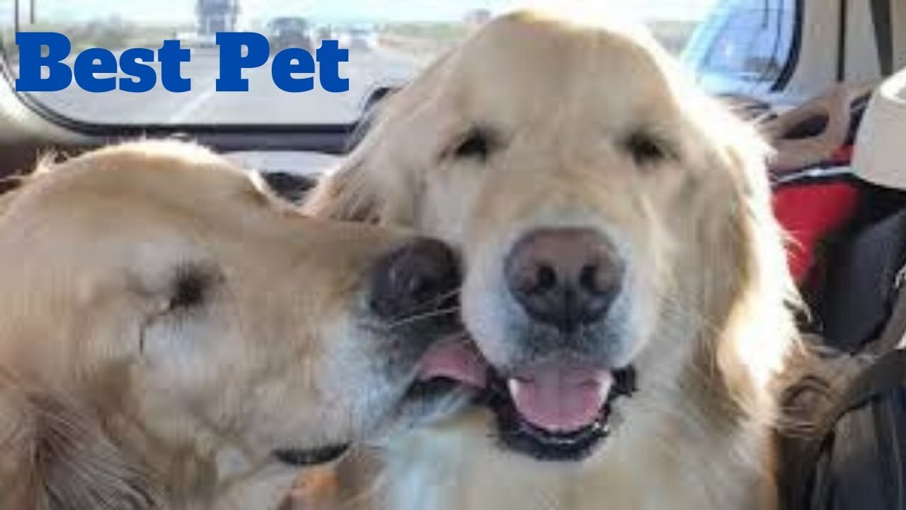 💥Best Pets Viral Weekly😂🙃💥of 2020 | Funny Animal Videos💥👌