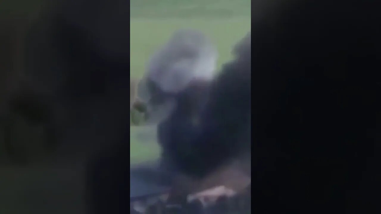 Breaking News (War-Related) #shorts