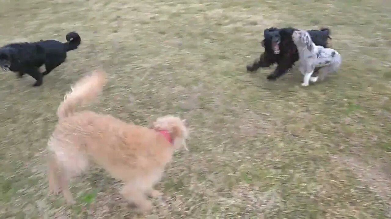 Los perritos jugando a lo loco en El Hongo, Tacuarembó, Uruguay (14/07/2022)