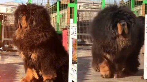 Massive Newfoundland Think He's A Tiny Lap Dog