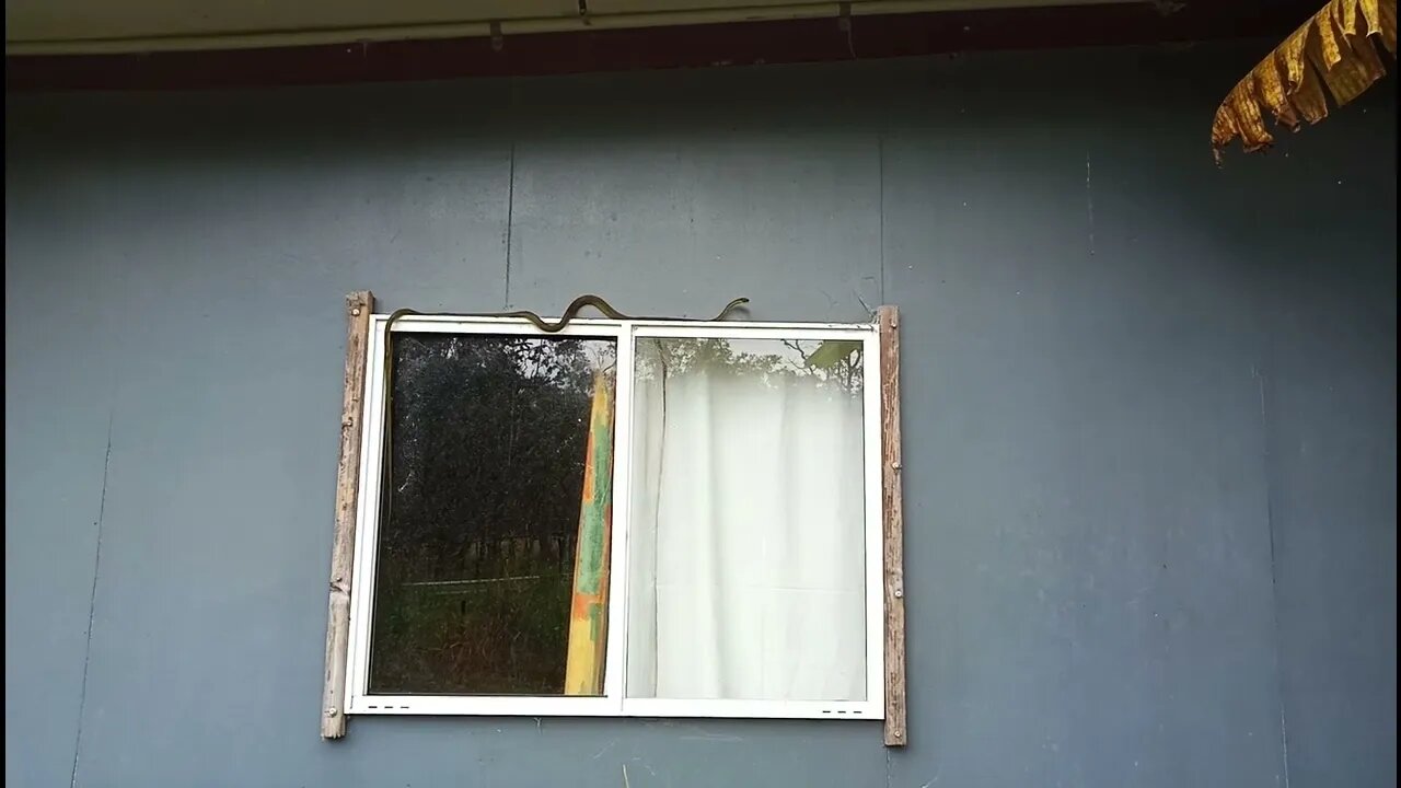Snake on our window