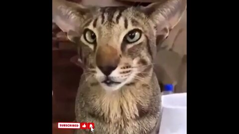 cute cat videos 😹 funny videos 😂1550