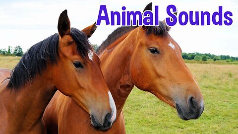 Animal sounds for Children (20 Amazing sounds)