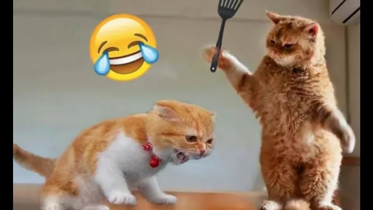 Funny cat videos