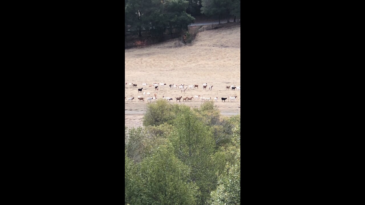 Big Goat Herd Across Briones Reservoir