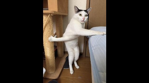 100 Funny Cat Videos - Share, Laugh, Love, PawTube