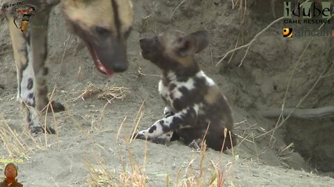 African Wild Dogs And Puppies At Their Den