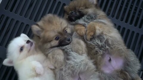 Puppies sleeping together group of loverly siblings00