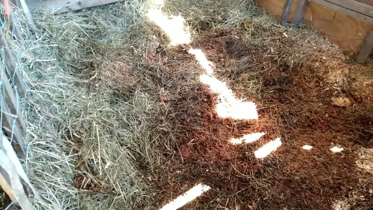 Barn cleaning and crazy chickens