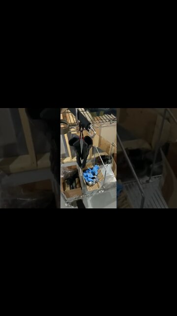 V2 Gun Belt Prototype