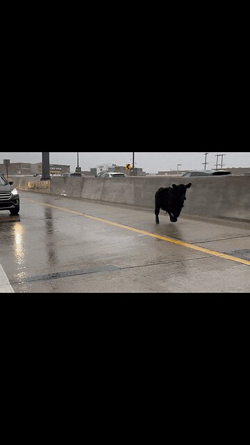A trailer-escaped cow charges along a bustling Michigan highway in this #shorts video. 🐄