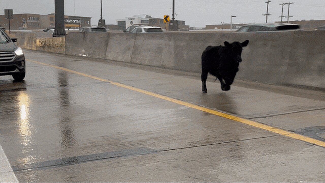 A trailer-escaped cow charges along a bustling Michigan highway in this #shorts video. 🐄