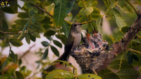 Animals Tnds: Mother bird feeding her babies