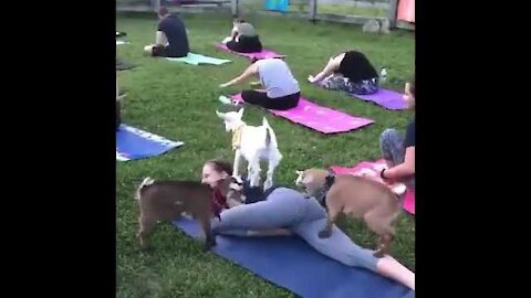 Funny Animal Video Funny Yoga Video Funny Dog videos