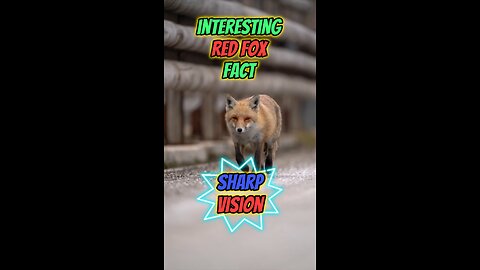 Interesting Red Fox Fact | Sharp Vision