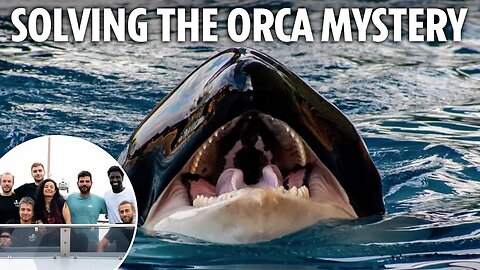 I joined Orca team searching for White Gladis to solve mystery of why her pod are smashing yachts