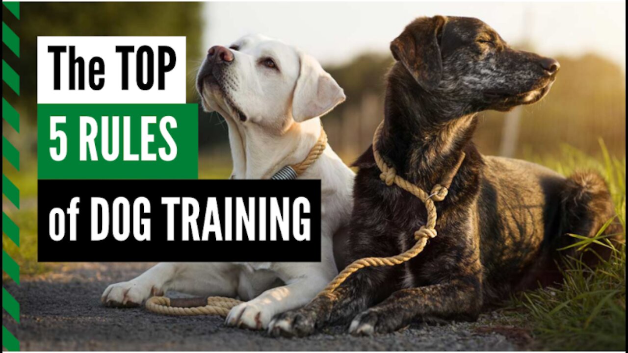 Dog Training 101: How to Train ANY DOG the Basics