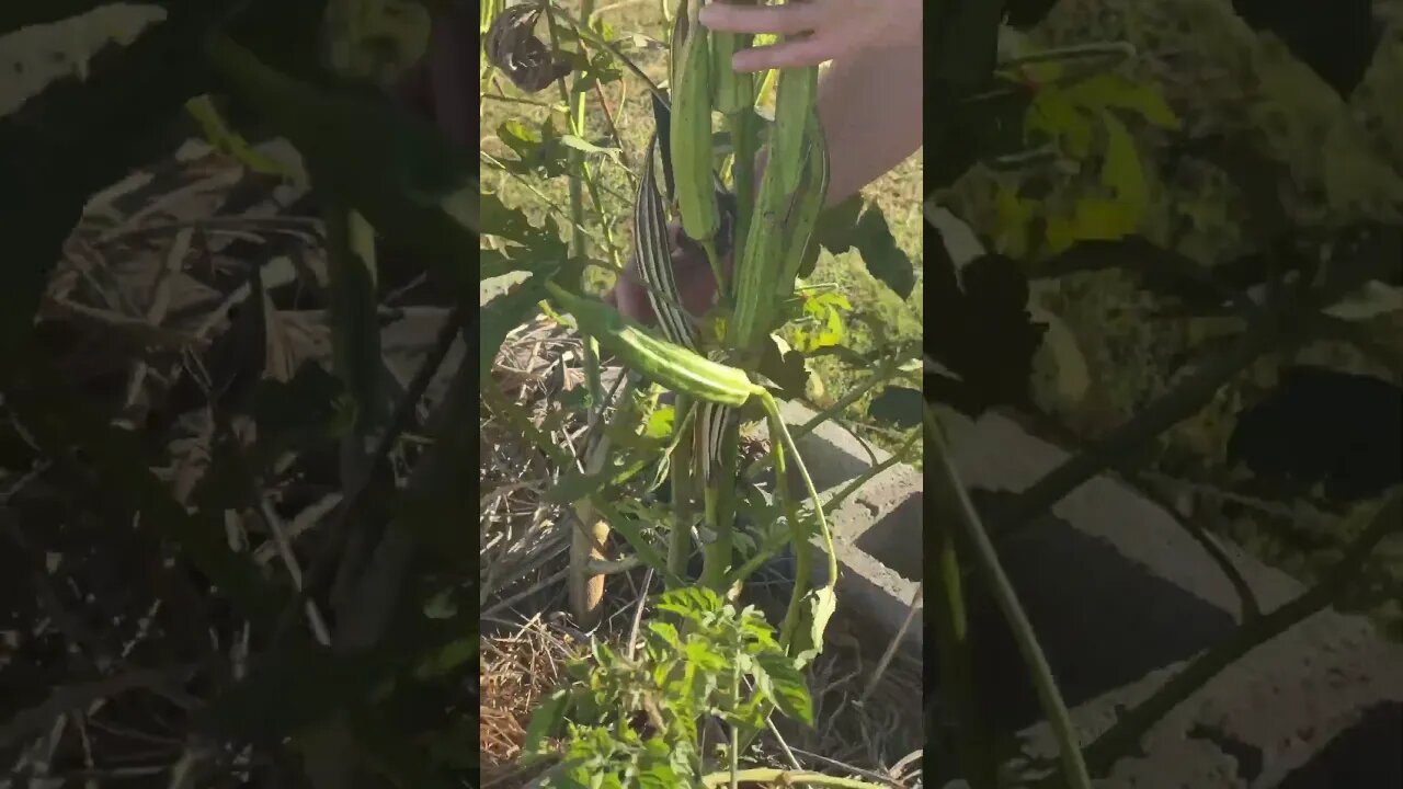 Saving okra seeds #gardeningwithbarchuckin #shorts